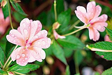 《钢之崛起》预购可提前进入封测 豪华版包含新DLC